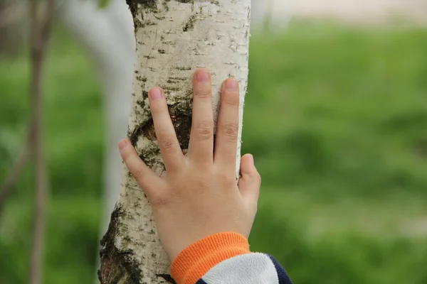 The boy's hand on the birch. The boy's hand rests on the birch