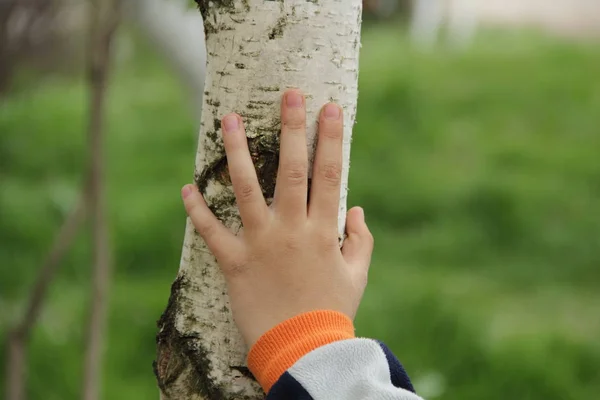 Jongen Hand Berk Jongen Hand Rust Berk — Stockfoto