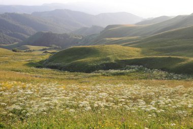 çim ve çiçek ile kaplı dağları