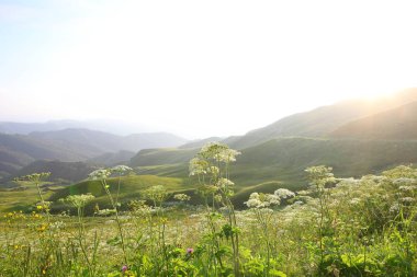 çim ve çiçek ile kaplı dağları