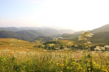 çim ve çiçek ile kaplı dağları