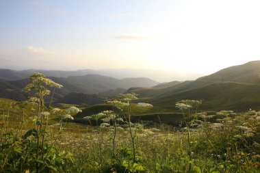 çim ve çiçek ile kaplı dağları