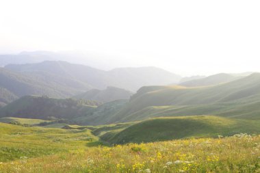 çayır çiçek ve ormanla kaplı dağ başında