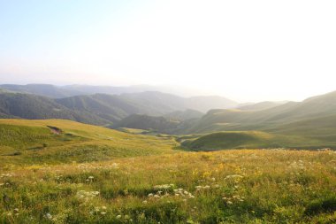 çayır çiçek ve ormanla kaplı dağ başında