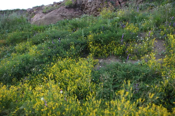 Montagnes Couvertes Herbe Fleurs — Photo