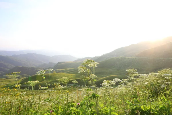 çim ve çiçek ile kaplı dağları