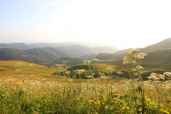 çim ve çiçek ile kaplı dağları