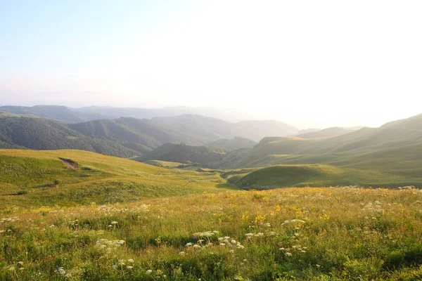 çayır çiçek ve ormanla kaplı dağ başında