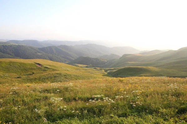 çayır çiçek ve ormanla kaplı dağ başında