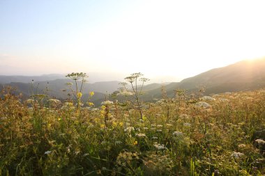 çayır çiçek ve ormanla kaplı dağ başında