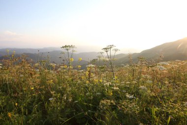 çayır çiçek ve ormanla kaplı dağ başında