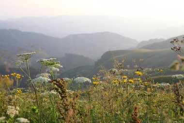 çayır çiçek ve ormanla kaplı dağ başında