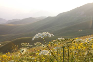 çayır çiçek ve ormanla kaplı dağ başında