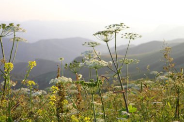 çayır çiçek ve ormanla kaplı dağ başında