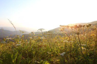 çayır çiçek ve ormanla kaplı dağ başında