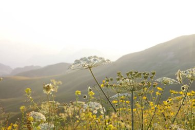 çayır çiçek ve ormanla kaplı dağ başında