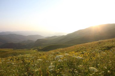 çayır çiçek ve ormanla kaplı dağ başında