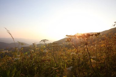 çayır çiçek ve ormanla kaplı dağ başında
