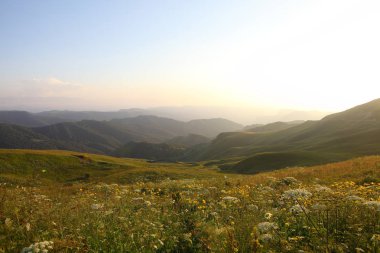 çayır çiçek ve ormanla kaplı dağ başında