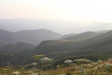 çayır çiçek ve ormanla kaplı dağ başında
