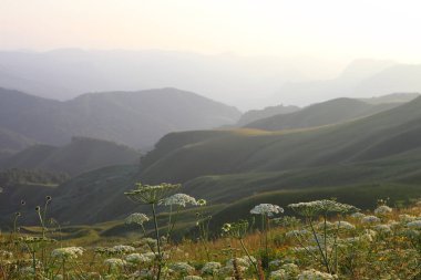 çayır çiçek ve ormanla kaplı dağ başında