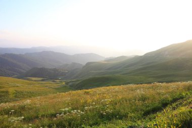 çayır çiçek ve ormanla kaplı dağ başında
