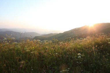 çayır çiçek ve ormanla kaplı dağ başında
