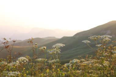 çayır çiçek ve ormanla kaplı dağ başında