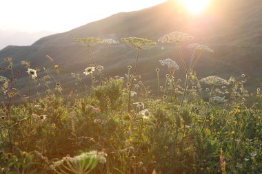 çayır çiçek ve ormanla kaplı dağ başında