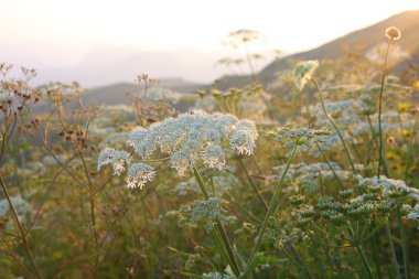 çayır çiçek ve ormanla kaplı dağ başında