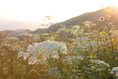 çayır çiçek ve ormanla kaplı dağ başında