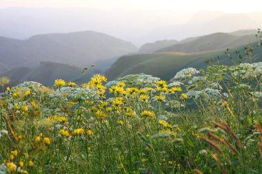 çayır çiçek ve ormanla kaplı dağ başında