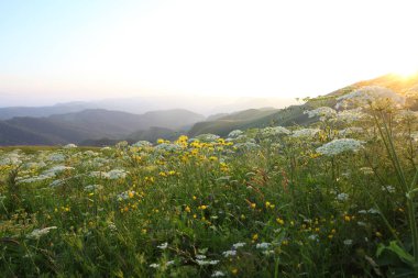 çayır çiçek ve ormanla kaplı dağ başında