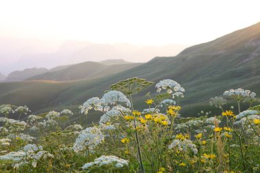 çayır çiçek ve ormanla kaplı dağ başında