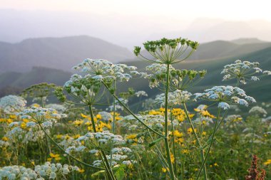 çayır çiçek ve ormanla kaplı dağ başında