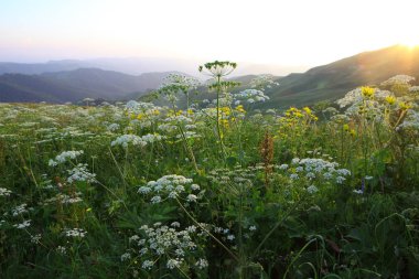 çayır çiçek ve ormanla kaplı dağ başında