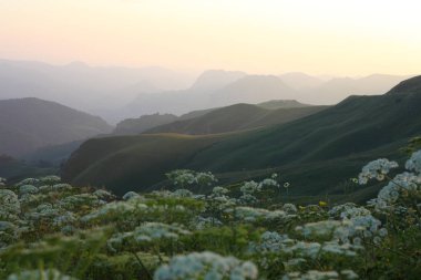 çayır çiçek ve ormanla kaplı dağ başında