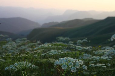 çayır çiçek Dağı nın yamacında