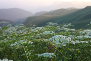 çayır çiçek Dağı nın yamacında