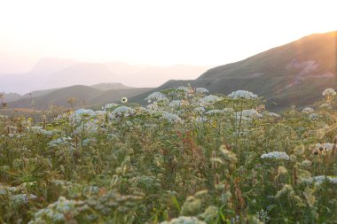 çayır çiçek Dağı nın yamacında