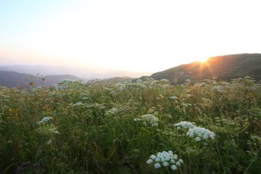 çayır çiçek Dağı nın yamacında