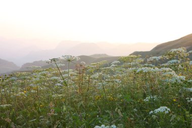 çayır çiçek Dağı nın yamacında