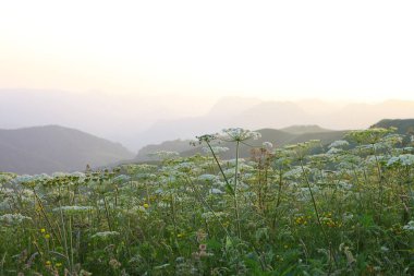 çayır çiçek Dağı nın yamacında