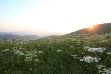 çayır çiçek Dağı nın yamacında