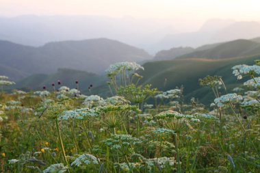 çayır çiçek Dağı nın yamacında