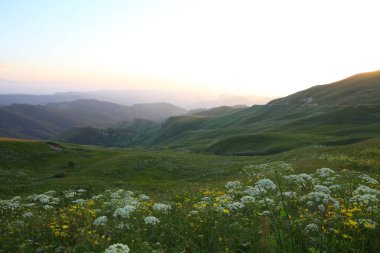 çayır çiçek Dağı nın yamacında