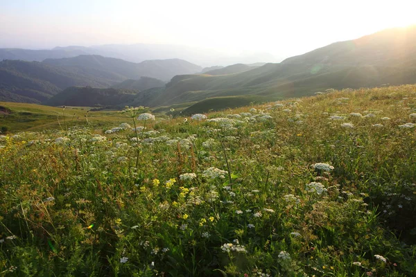 çayır çiçek ve ormanla kaplı dağ başında