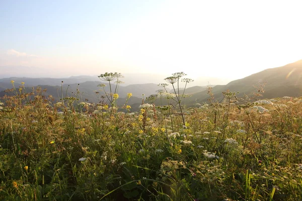 çayır çiçek ve ormanla kaplı dağ başında