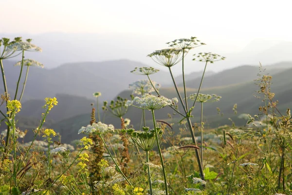 çayır çiçek ve ormanla kaplı dağ başında