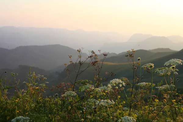 çayır çiçek ve ormanla kaplı dağ başında
